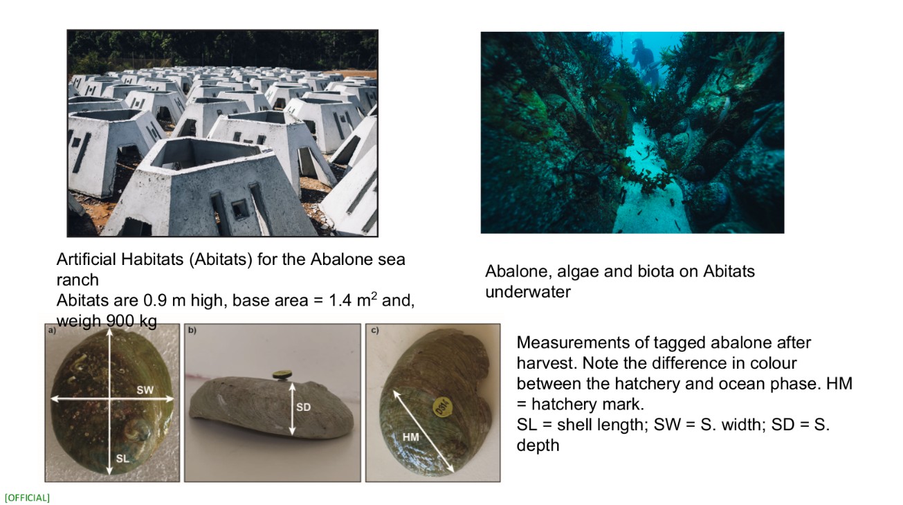 Abalone Growth Images